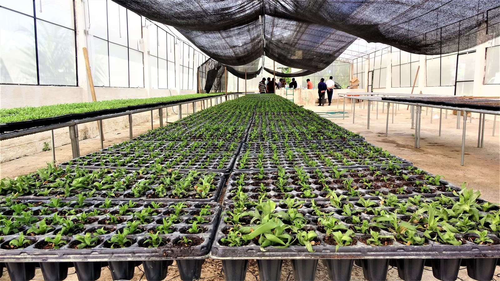 Conservación de Plantas Nativas: El Compromiso del Vivero de Algarrobal