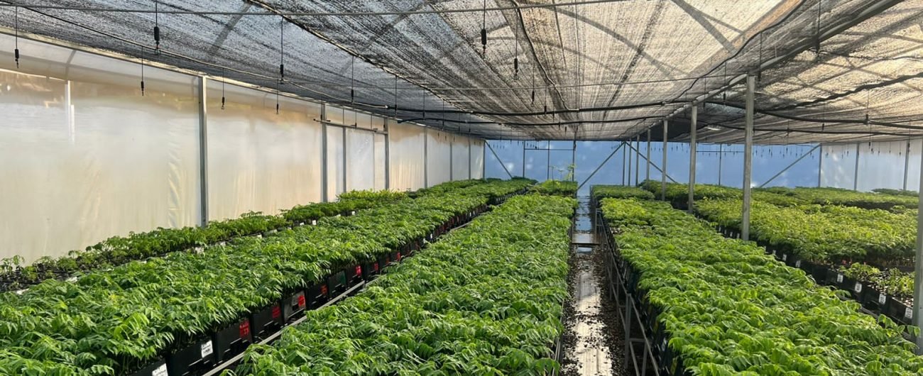 Eventos Especiales en el Vivero de Algarrobal: Celebraciones en Contacto con la Naturaleza